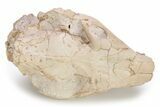 Fossil Oreodont (Merycoidodon) Skull - South Dakota #249244-4